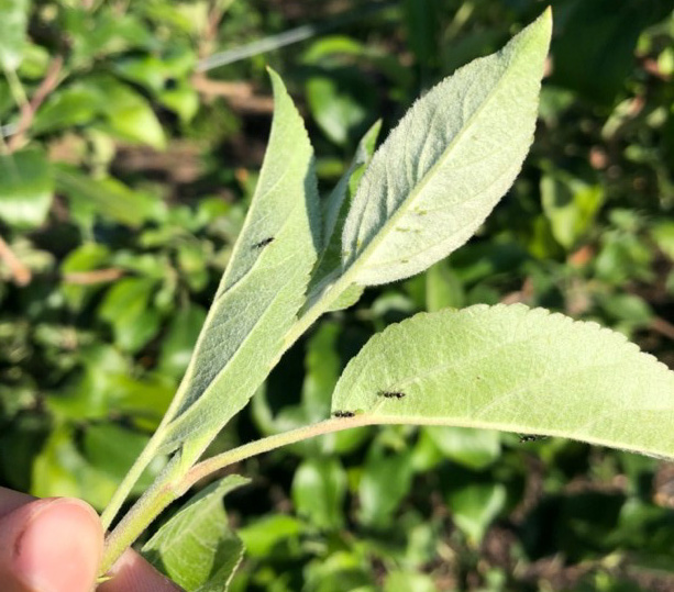 Ants guarding aphids